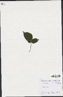 spécimen de Rubus sp.