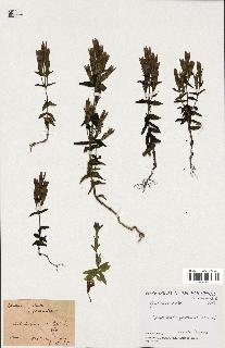 spécimen de Gentiana germanica
