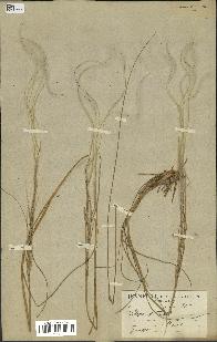 spécimen de Stipa pennata