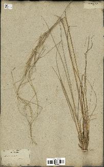 spécimen de Stipa pennata