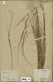 spécimen de Stipa pennata