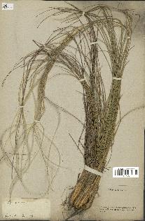 spécimen de Stipa pennata