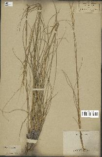 spécimen de Stipa pennata