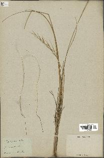 spécimen de Stipa pennata