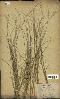 spécimen de Stipa pennata