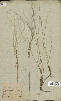 spécimen de Stipa pennata