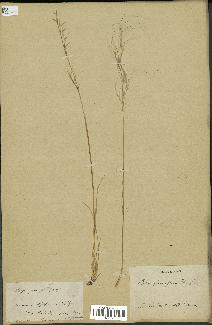 spécimen de Stipa parviflora
