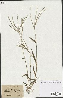 spécimen de Digitaria ciliaris