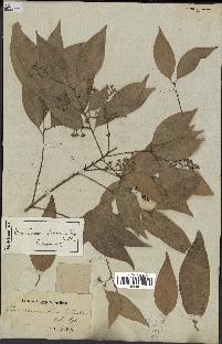 spécimen de Cinnamomum burmannii