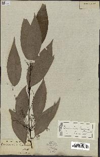 spécimen de Cinnamomum burmannii