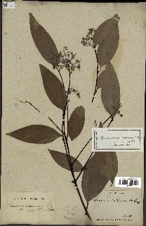 spécimen de Cinnamomum burmannii
