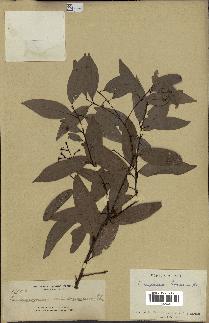 spécimen de Cinnamomum burmannii