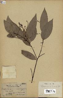 spécimen de Cinnamomum burmannii