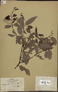 spécimen de Cinnamomum burmannii