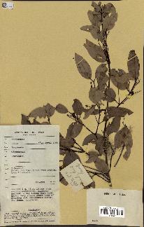 spécimen de Cinnamomum burmannii