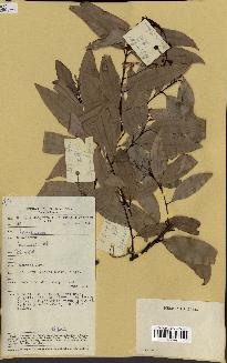 spécimen de Cinnamomum burmannii