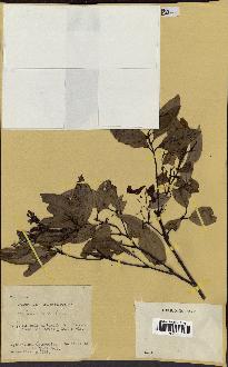spécimen de Cinnamomum burmannii