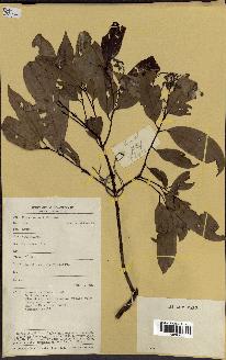 spécimen de Cinnamomum burmannii