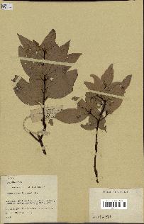 spécimen de Cinnamomum burmannii