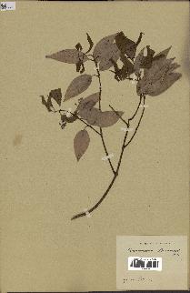 spécimen de Cinnamomum burmannii