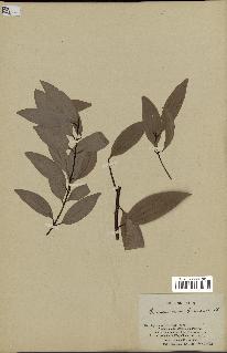 spécimen de Cinnamomum burmannii