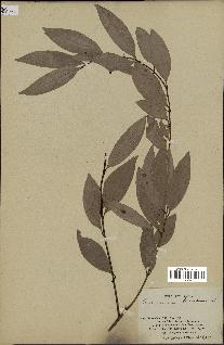 spécimen de Cinnamomum burmannii