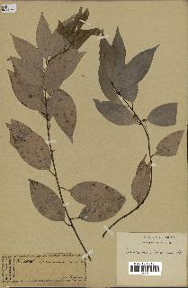 spécimen de Cinnamomum burmannii