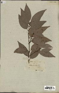 spécimen de Cinnamomum burmannii