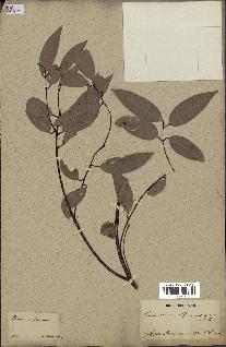 spécimen de Cinnamomum burmannii