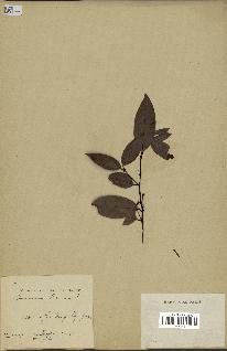 spécimen de Cinnamomum burmannii