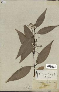 spécimen de Cinnamomum burmannii