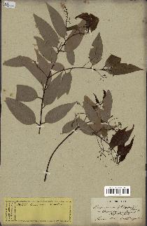 spécimen de Cinnamomum burmannii