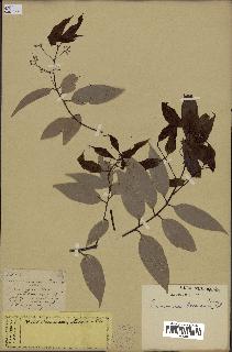 spécimen de Cinnamomum burmannii