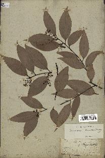 spécimen de Cinnamomum burmannii