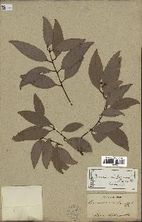spécimen de Cinnamomum burmannii