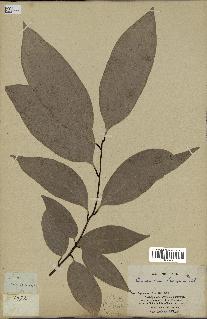spécimen de Cinnamomum burmannii