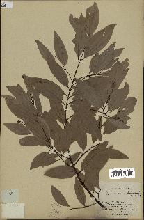 spécimen de Cinnamomum burmannii