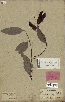 spécimen de Cinnamomum burmannii