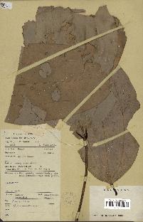 spécimen de Cinnamomum sp.