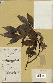 spécimen de Cinnamomum sp.