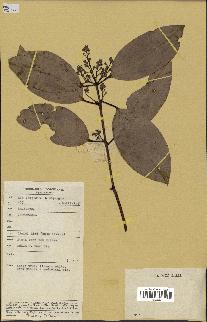 spécimen de Cinnamomum sp.