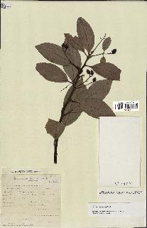 spécimen de Cinnamomum sp.