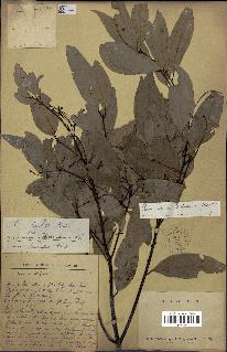 spécimen de Cinnamomum burmannii