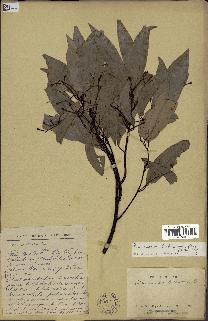 spécimen de Cinnamomum burmannii