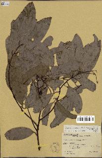 spécimen de Cinnamomum burmannii