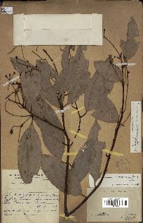 spécimen de Cinnamomum burmannii