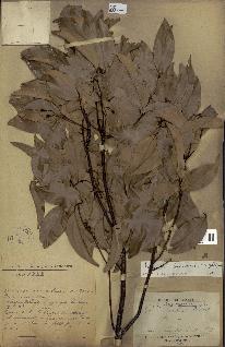 spécimen de Cinnamomum burmannii