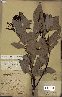 spécimen de Cinnamomum burmannii