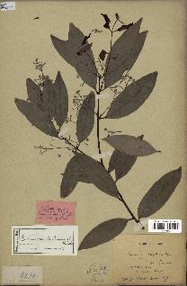 spécimen de Cinnamomum burmannii