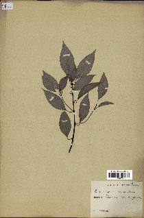 spécimen de Cinnamomum camphora